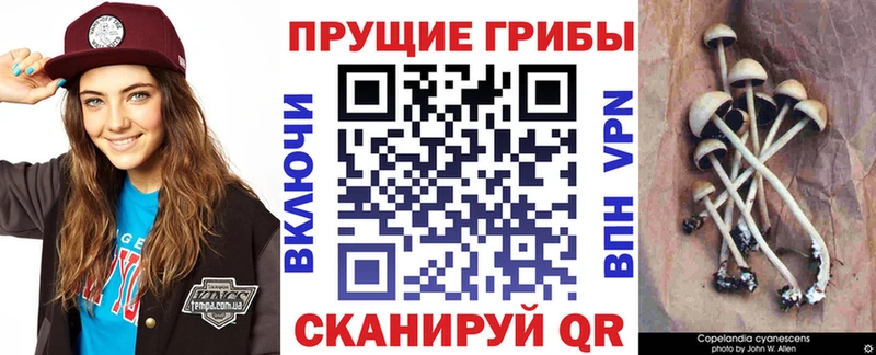 Псилоцибиновые грибы Psilocybine cubensis  Горячий Ключ 